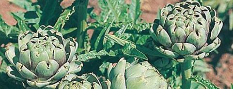 Globe Artichoke