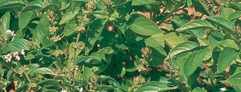 Basil