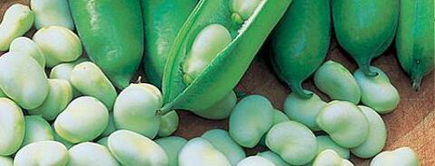 Broad Bean