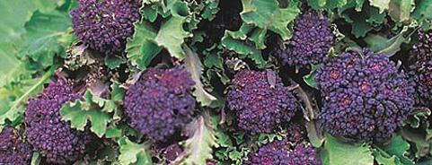 Broccoli