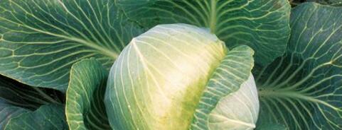 Cabbage