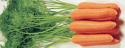 Carrot