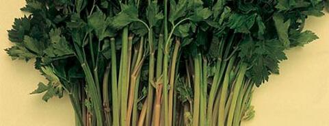 Celery