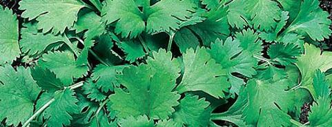 Coriander