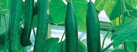 Cucumber
