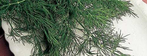 Dill