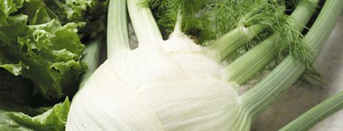 Florence Fennel