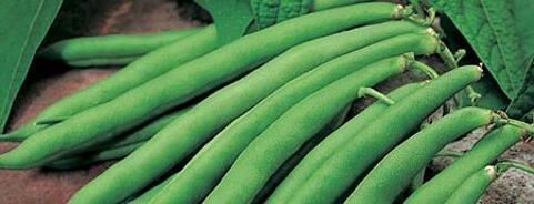 French Bean
