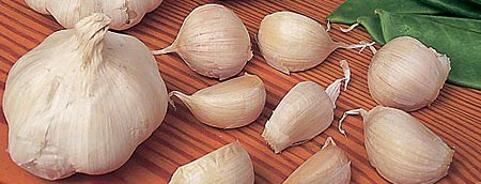 Garlic
