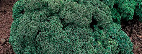 Kale
