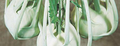 Kohlrabi