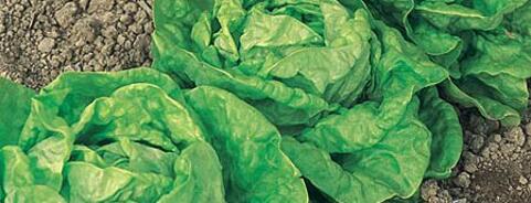 Lettuce