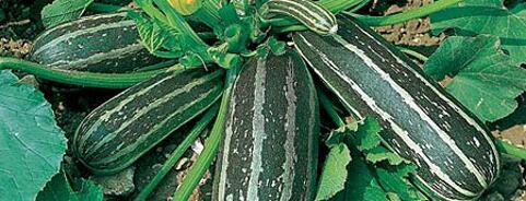 Marrow
