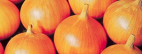 Onion