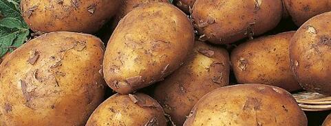 Potato