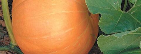 Pumpkin