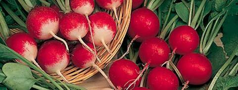 Radish
