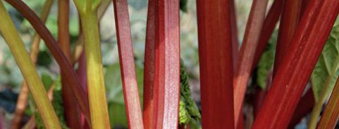 Rhubarb