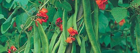 Runner Bean