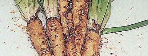 Salsify