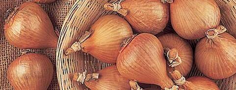 Shallot