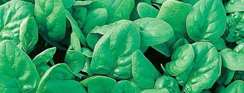 Spinach