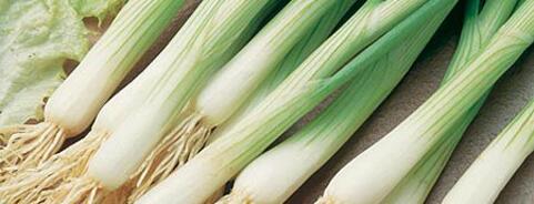 Spring Onion