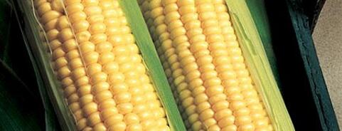 Sweetcorn