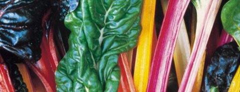 Swiss Chard
