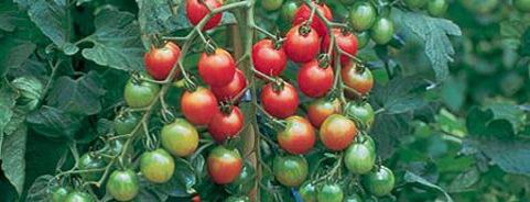 Tomato