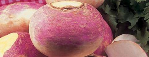 Turnip